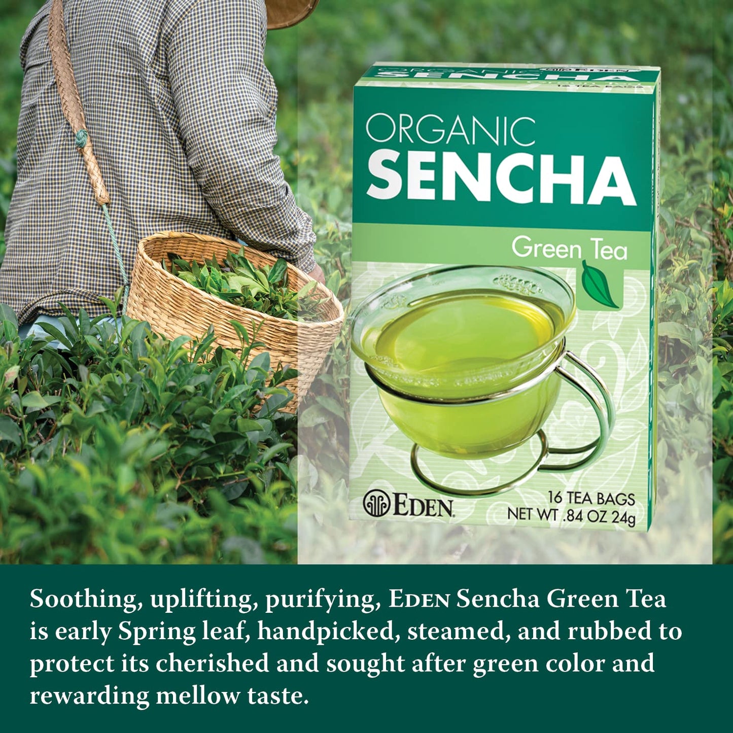 Eden Organic Sencha Green Tea, Japanese, Uji Cha, 16 Unbleached Manila Tea Bags/Box (12-Pack Case)