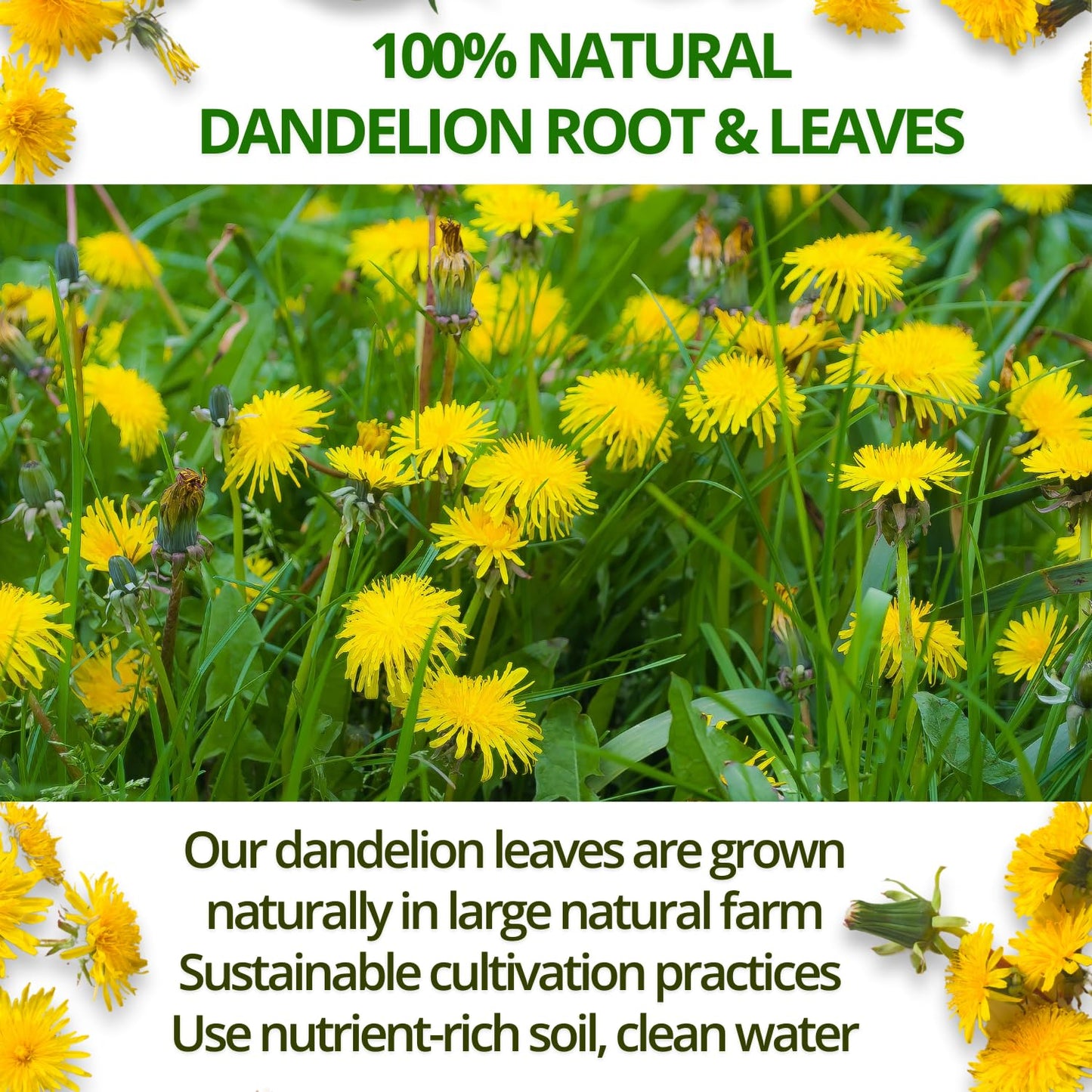 VIDA FARM Dandelion Tea Bags - 100% Natural Herbal Tea, Sugar Free, Caffeine Free - 100 Count