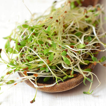 Handy Pantry Organic Alfalfa Seeds For Sprouting 1 Lb - Seed For Alfalfa Sprouts, Alfalfa Seeds Microgreens Sprouting Seeds And Sprout Seeds