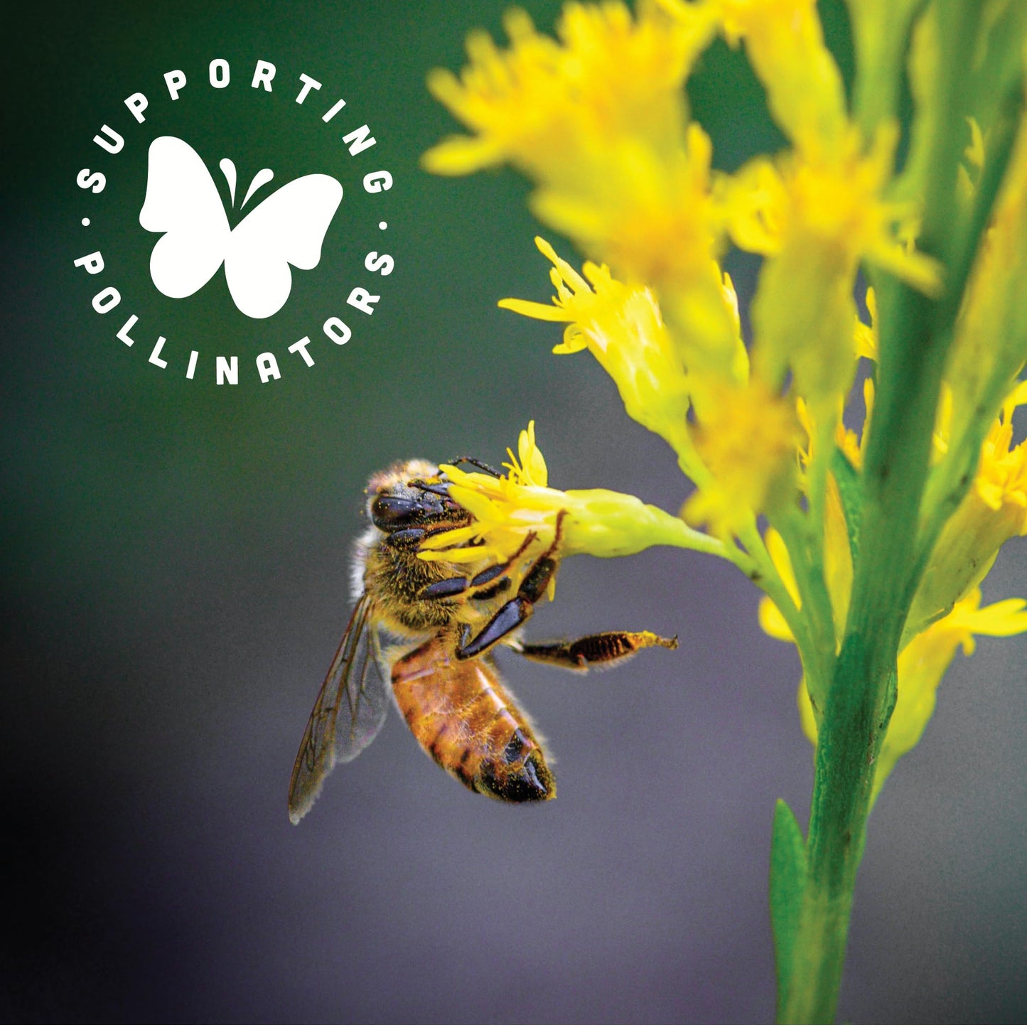 Black Jewell Organic White Popcorn Kernels, Organic Select White, 28.35Oz (Pack Of 2)