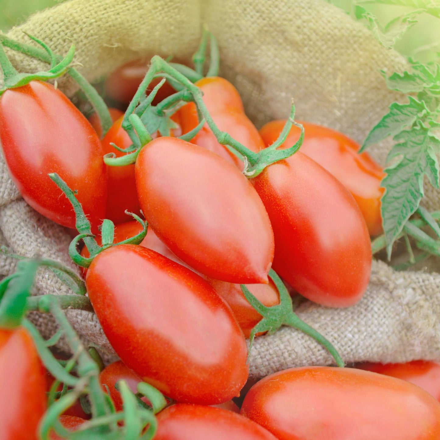 Sanniti Song' E Napule San Marzano Dop Authentic Whole Peeled Plum Tomatoes, 28 Ounce (Pack Of 6)