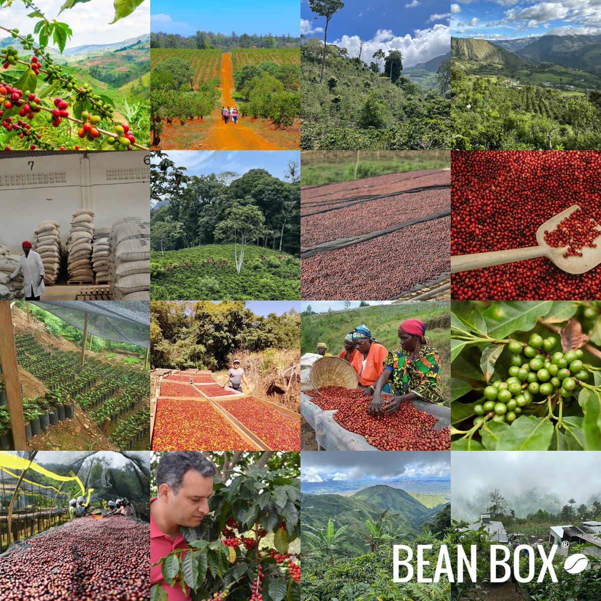 Wild Forest - Roasted By Devocion - Whole Bean Coffee - 12 Ounce Bag