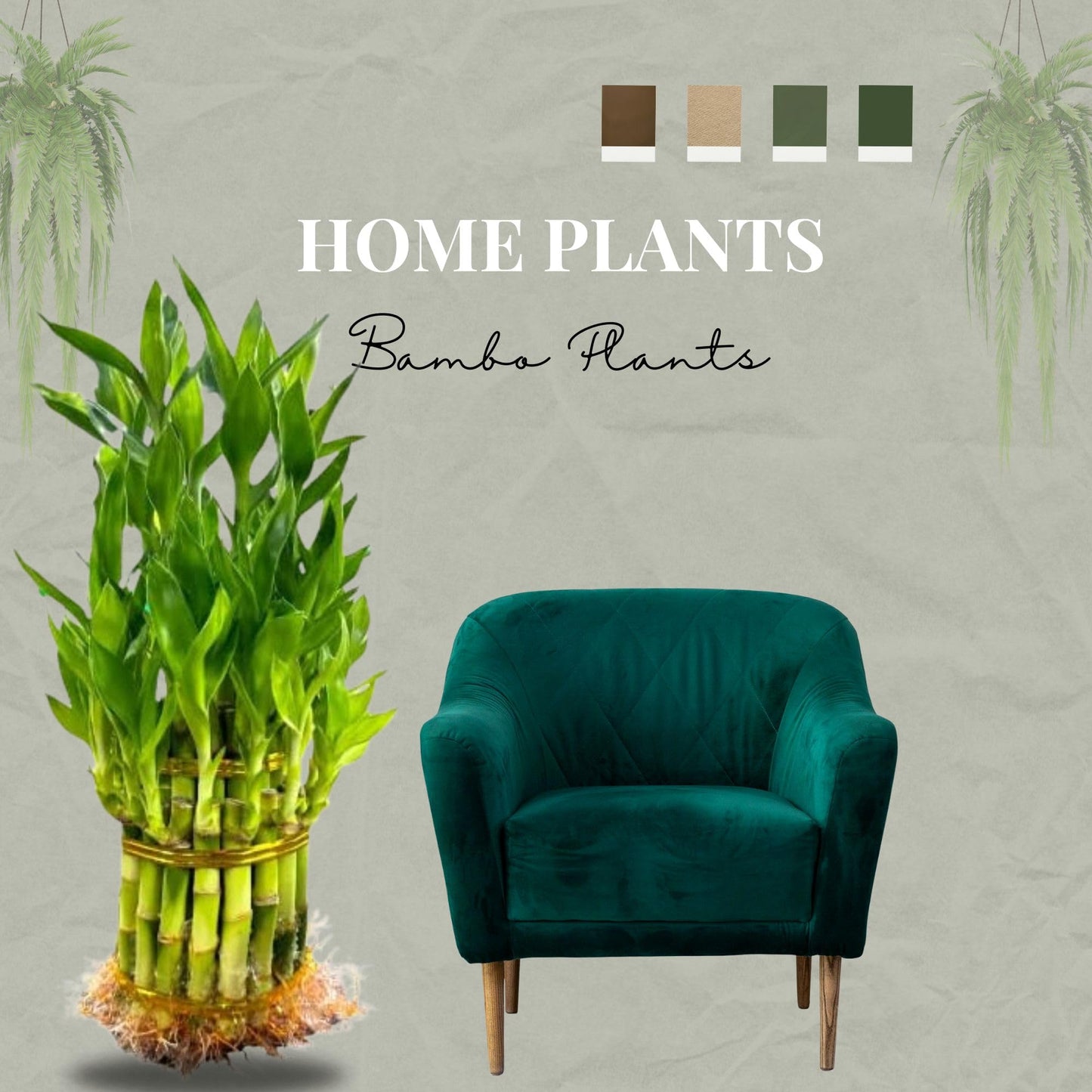 Live Two Tier Lucky Bamboo Plant - Bundle of 15 Stalks - Easy to Grow, Air Purifying, Live Indoor Houseplants Flowers for Home O