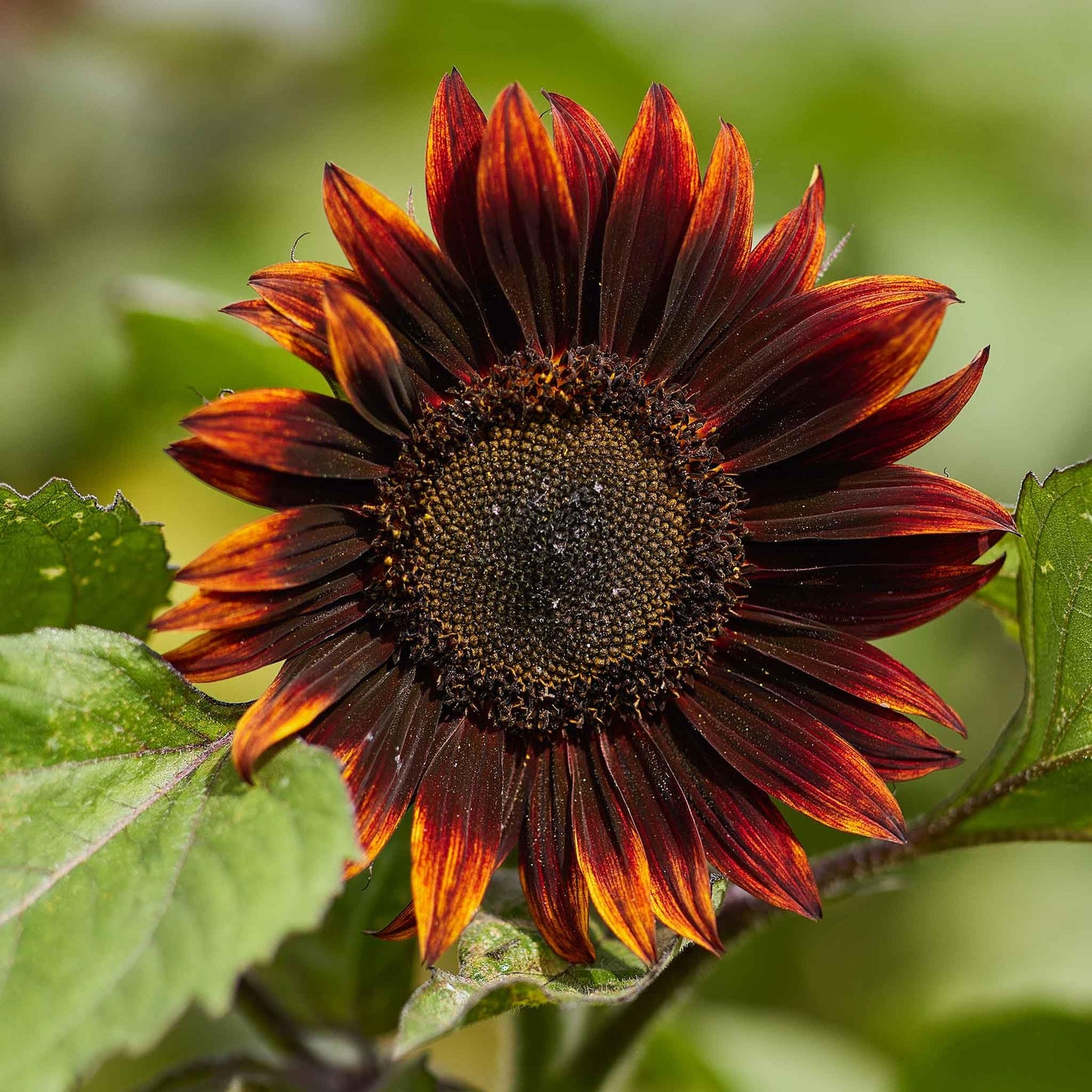 Eden Brothers Sunflower Seeds - Moulin Rouge