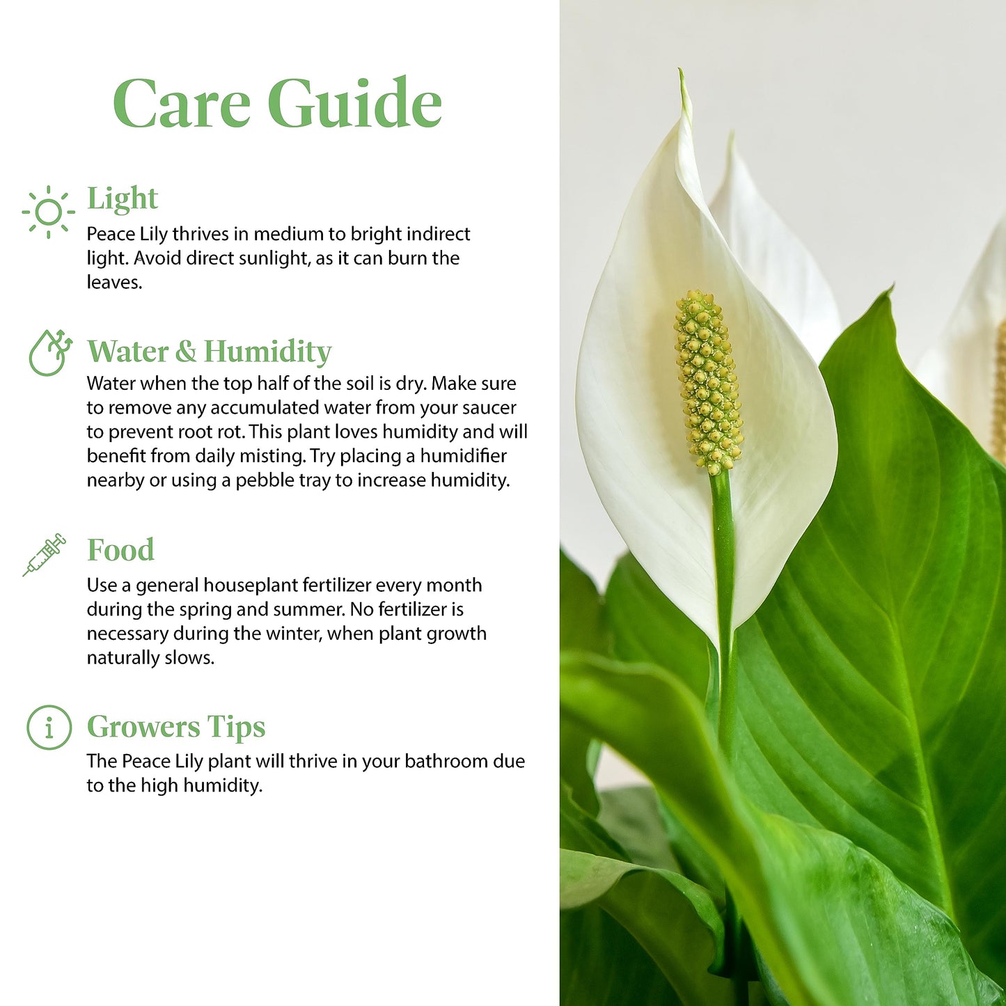 American Plant Exchange Peace Lily, Live Spathiphyllum Plant, Indoor Flowering Houseplant, 4-Inch Pot, Deco Cover, Easy Care, Lo