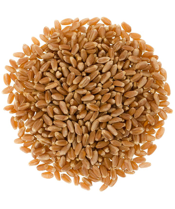 Hard Red Winter Wheat Berries | 25 Lbs | Emergency Food Storage Bucket | Non-Gmo | Grown On Our Family Farm | Bulk