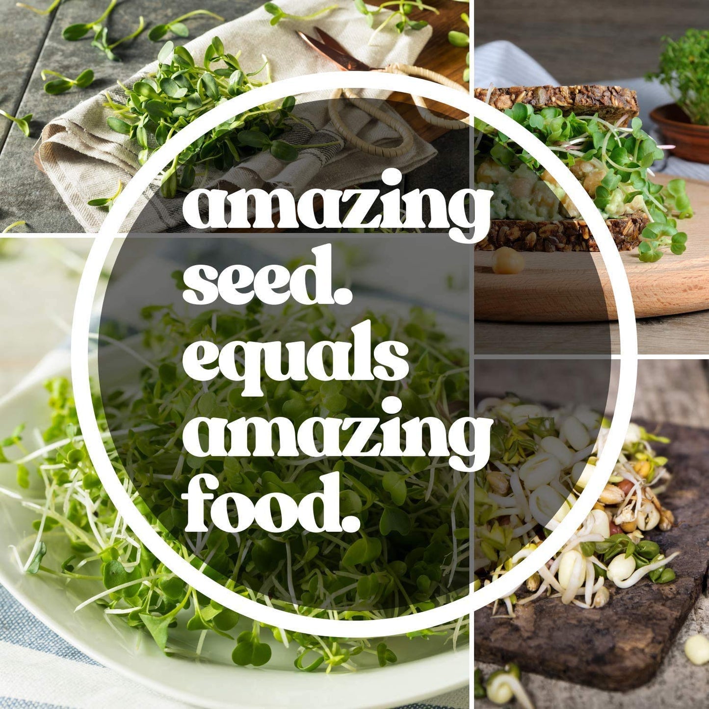 Handy Pantry Protein Powerhouse Sprouting Seed Mix: 5 Lb - Organic, Non-Gmo - Sprouting Sprouts, Food Storage. High Protien Sprouts - Pea, Mung, Green Pea, Adzuki