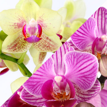 Wild Interiors Pink and Yellow Orchid Duo in 4 White Pot with Bunny Pick, Live Indoor House Plants