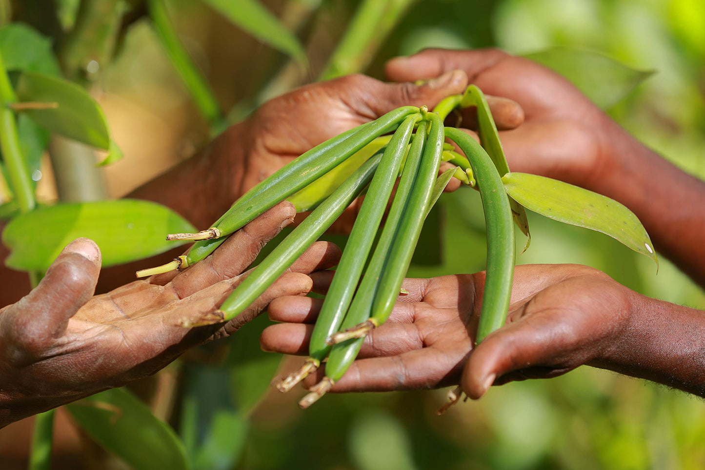 Bakto Flavors Vanilla Beans - 10 Vanilla Beans from Tanzania, 18.2 cm x 4 cm, Pecan Color