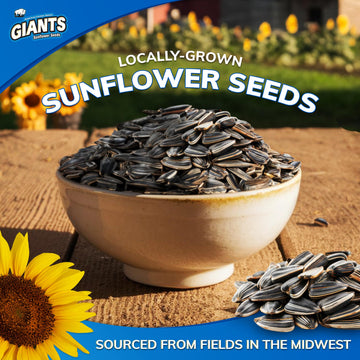 GIANTS Original Salted Jumbo Sized Sunflower Seeds 5.75-Ounce Bags (Pack of 12)