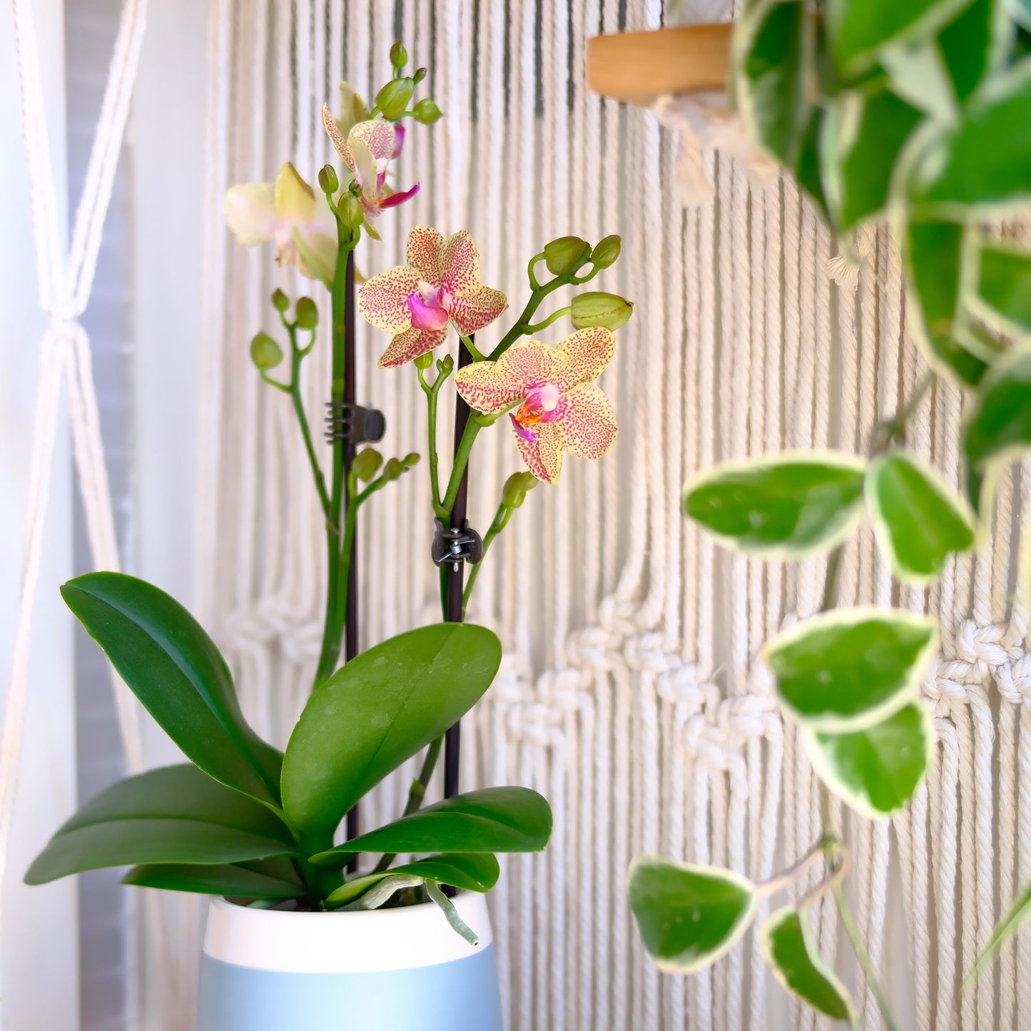 Premium Spotted Live Orchid Plant Blooming In 3.5'' Blue & White Orchid Pot, Live Plants, Gifts For Mother'S Day, Approx. 16'' T