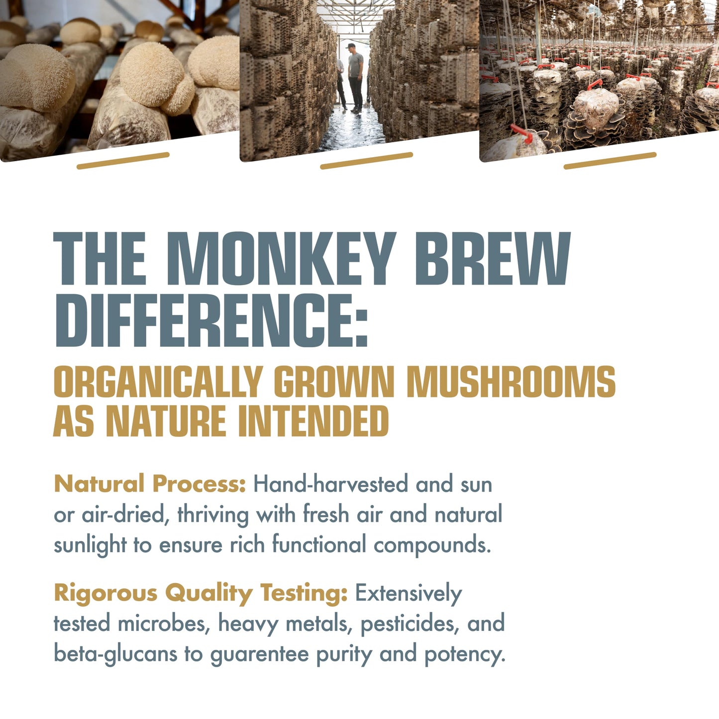 Monkey Brew Rise & Focus: Organic Dark Roast Arabica Mushroom Coffee - 1,750Mg Adaptogenic Blend W/Lions Mane, Turkey Tail, Ksm-