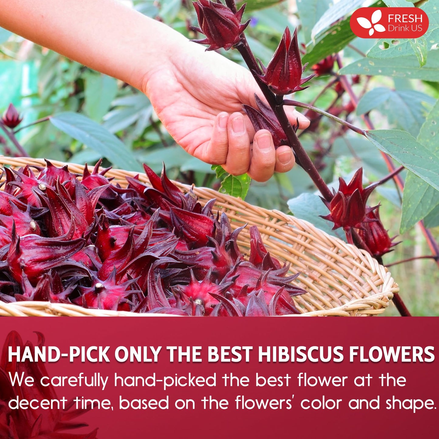 FRESHDRINKUS Hibiscus Flower Herbal Tea, 100% Natural, 22oz, No Additives, Caffeine-Free, Vegan, Model TS0417-B700ML-M982