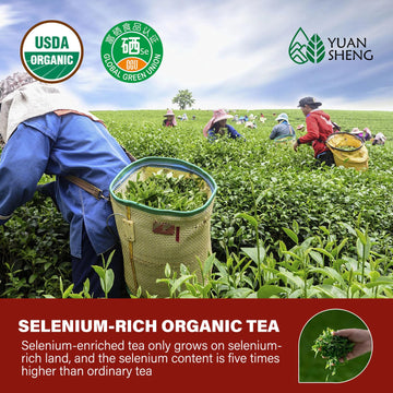Yuansheng Selenium Yellow Tea, China Organic Tea With Selenium Enriched, 100% Natural Imperial Yellow Tea Loose Leaf, Rich In An