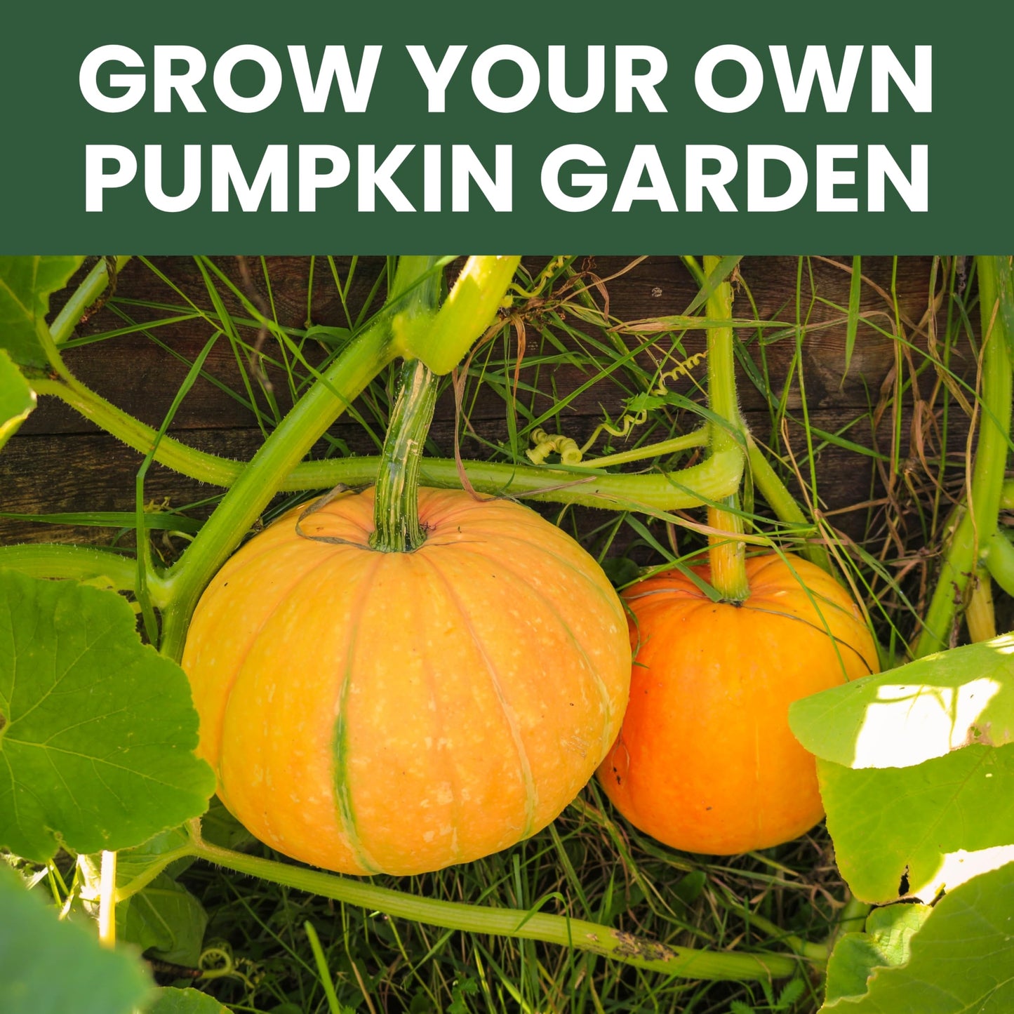 Pumpkin Seeds | 5 Invidiual Packs | 2025 Season | Non-Gmo | Jack O Lantern, Sugar Pie, Casper, Cinderella & Cushaw! | For Planti