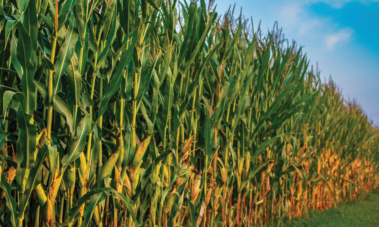 Early Morning Harvest Organic Stone Ground Corn Grits - Made from Organic, Non-GMO Yellow Corn - Authentic, Old Fashioned Corn G