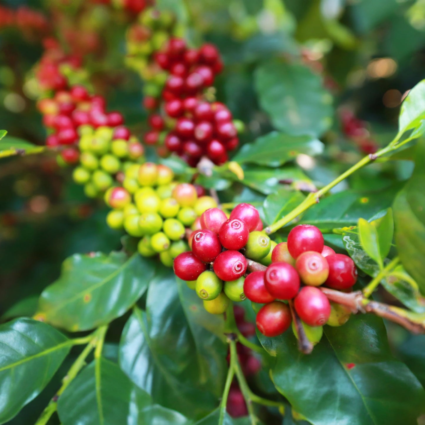 Doanhdang - 17.6 Oz Enhanced Moka Whole Bean Coffee, 100% Medium Roast, Rich Flavor For Espresso Shot And Brew, Origin From Vietnam, Whole Med Roast Beans