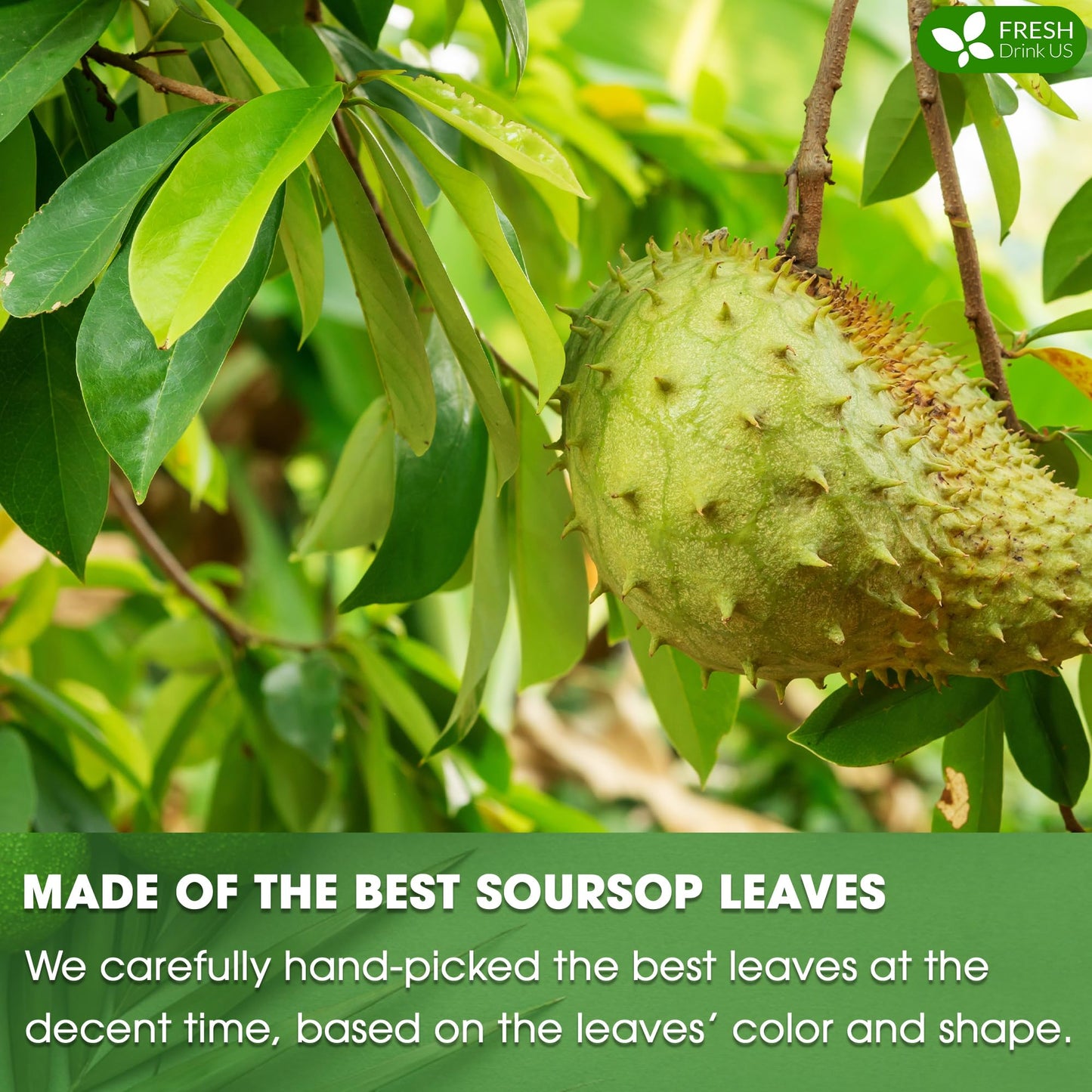 FRESHDRINKUS Soursop Graviola Tea, 75 Premium Dried Leaves, Vegan, Non-GMO, No Sugar, Gluten, or Caffeine