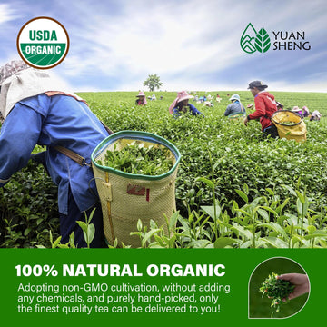 Yuansheng China Premium Green Tea, Pure Green Tea Leaves, 100% Natural Organic Green Tea Loose Leaf With Clean Aroma, Non-Gmo, G