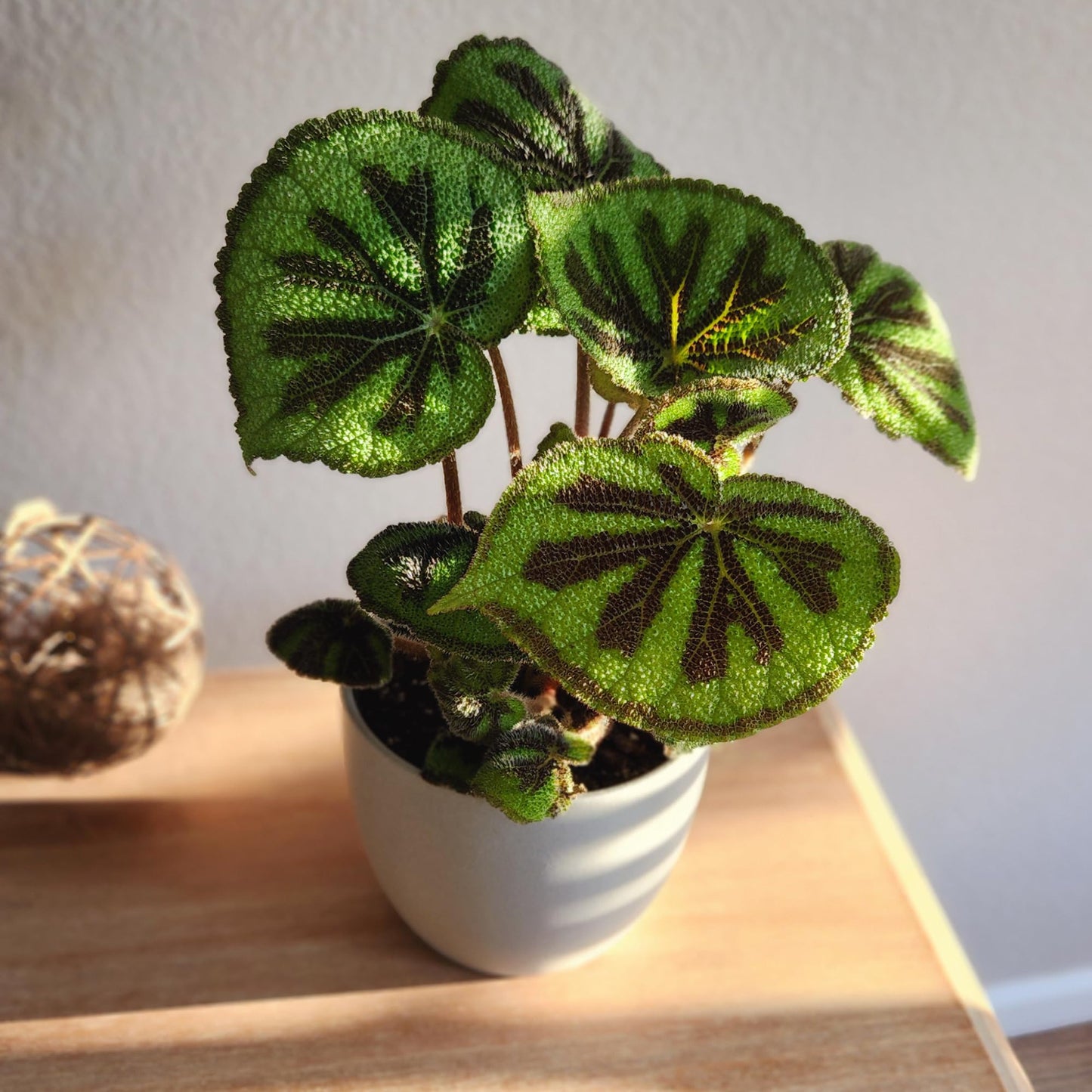 Begonia Masoniana Rock, Live Houseplant Decor In 6'' White Pot, Textured Leaves, Easy Botanical Gift, Iron Cross Houseplants, De