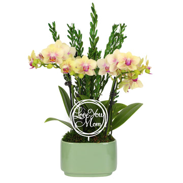 Green Circle Growers 4 Yellow Orchid Duo in Sage Green Pot with Love You Mom and Preserved Green, Live Indoor Plants, House Plan