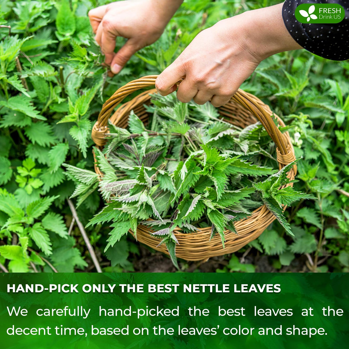 FRESHDRINKUS Nettle Leaf Tea Bags, 100% Natural Herbal Tea, 30 Bags, Vegan, No Sugar, No Caffeine, No Gluten