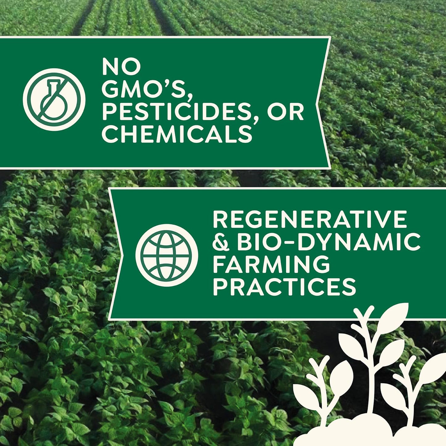 Organic Buckwheat Flour 5Lb From Doudlah Farms - Farmed From Regenerative Soil | Gluten Free, Vegan, Non-Gmo, Grown In Usa | For