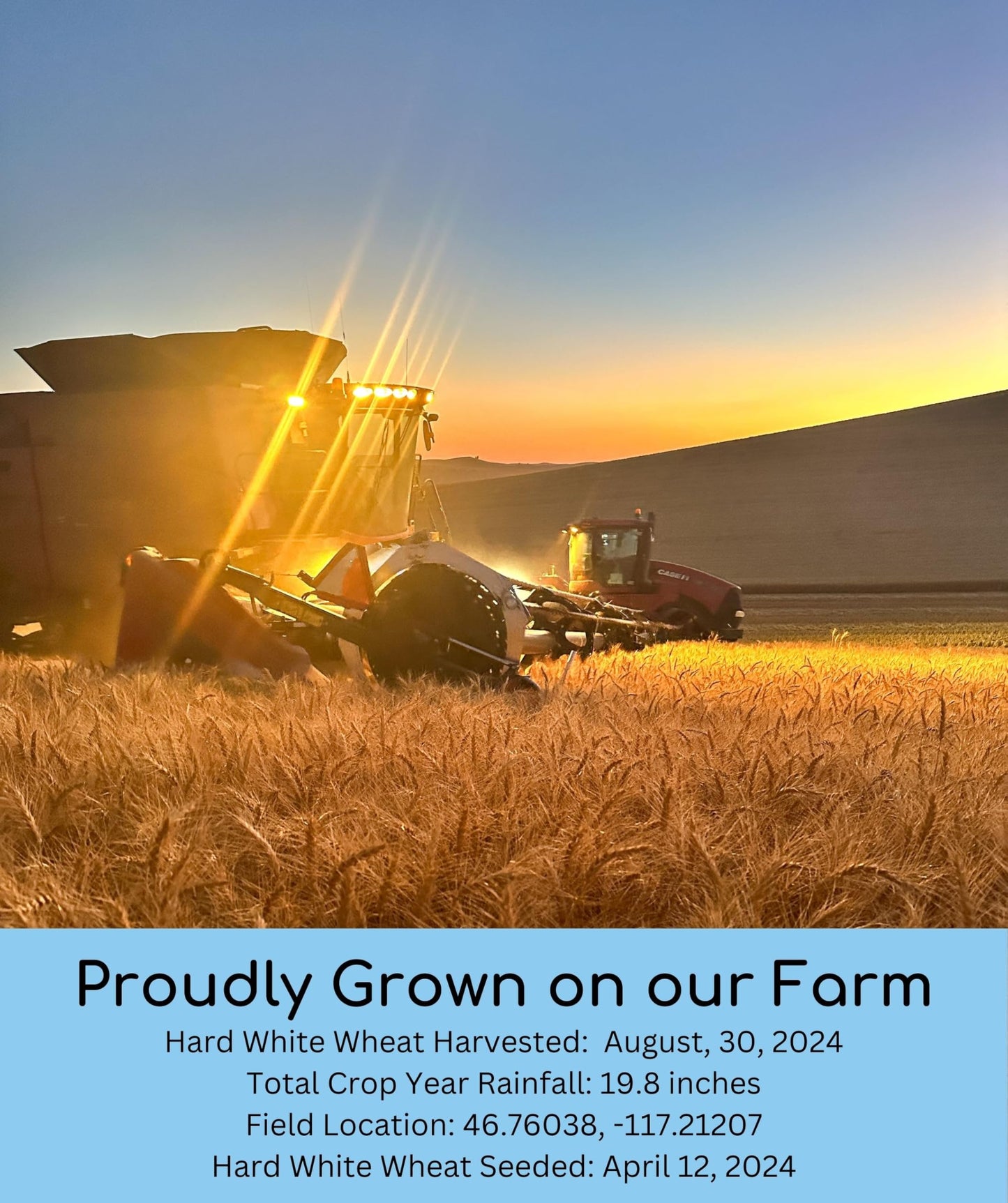 Certified Glyphosate Residue Free Hard White Whole Wheat Flour | 3 Lbs | Bread Flour | Non-Gmo | 100% Non-Irradiated | Kosher |