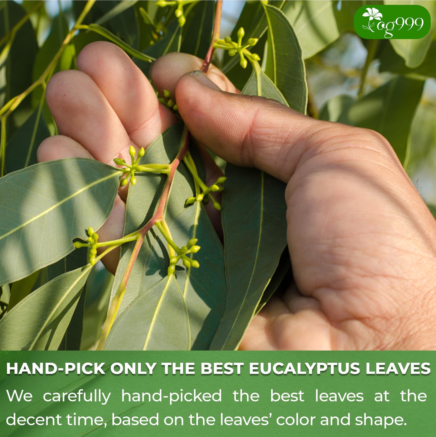 TOG999 Premium Eucalyptus Leaf Herbal Tea Bags, 100% Natural, 100 Bags, No Caffeine, Vegan