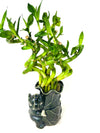 JM BAMBOO Live Spiral Lucky Bamboo Bundle Hugging Elephant Dark Vase