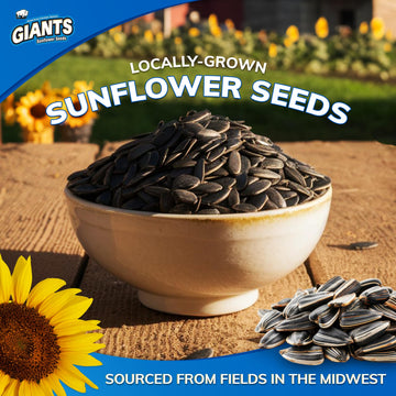 Giants Dill Pickle Sunflower Seeds - Sunflower Seeds Bulk, Big Sunflower Seeds To Eat, Roasted Pickle Sunflower Seeds, 8G Protein Per Serving - 5 Oz Resealable Bags (Pack Of 12)