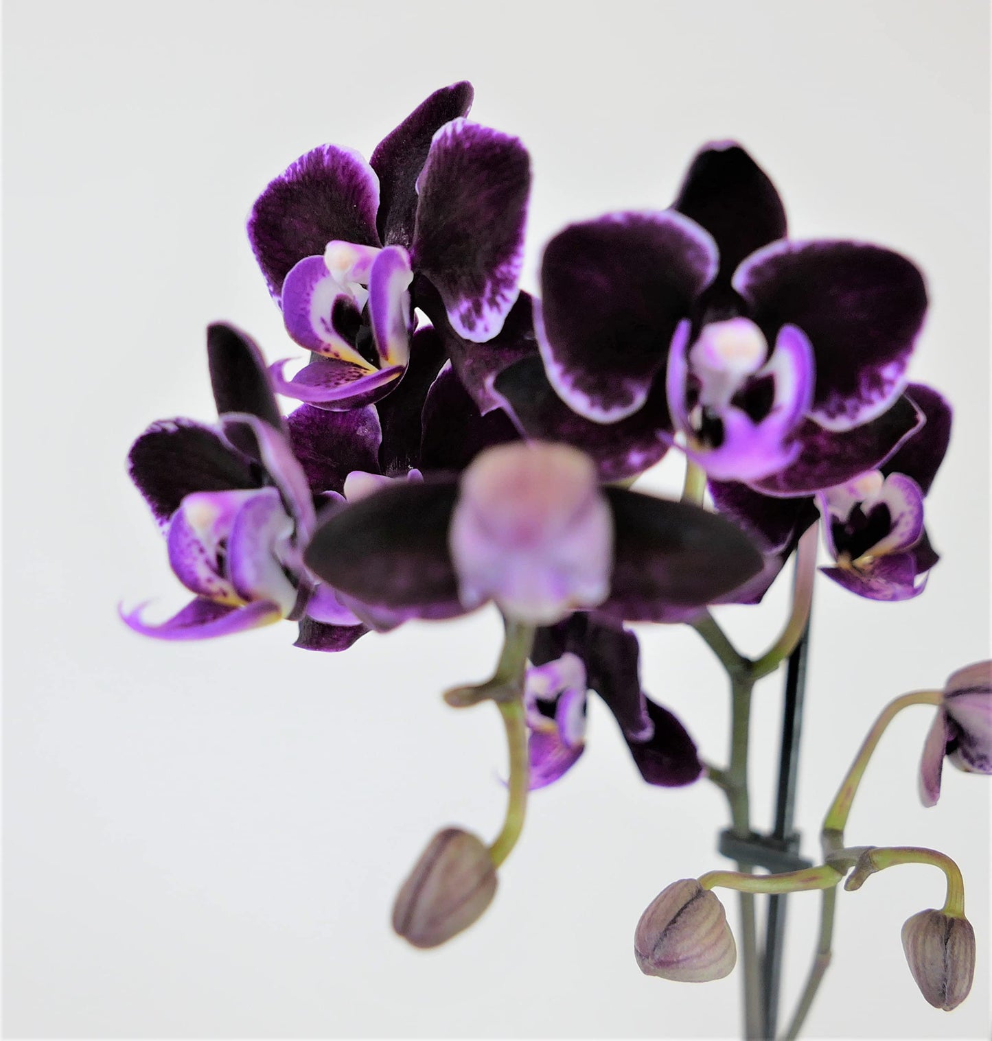 Athenas Garden Live Orchid Plant, Purple, Double Spike Phalaenopsis Blooming in Glass Container, Long Lasting, Easy Care, Model