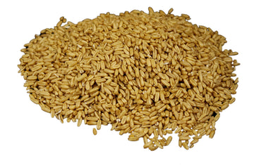 WHEATLAND Oat Groats - Non-GMO Whole Grain Emergency Food - 20 lb Bucket with Mylar Lining - USA Grown - 15 Year Shelf Life
