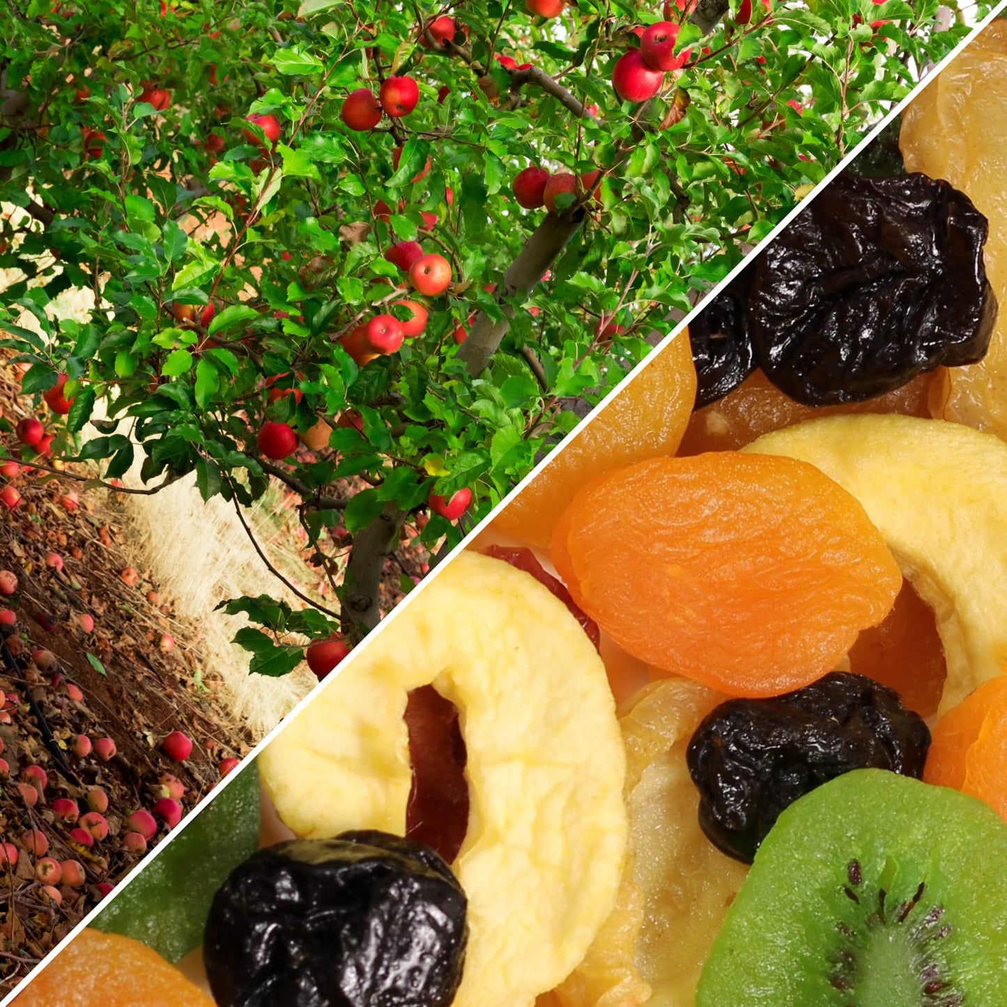 Dried Mixed Fruit With Prunes By It'S Delish, 10 Lbs Bulk | Snack Mix Of Prunes, Apricots, Plums, Apple Rings, Nectarines, Peach