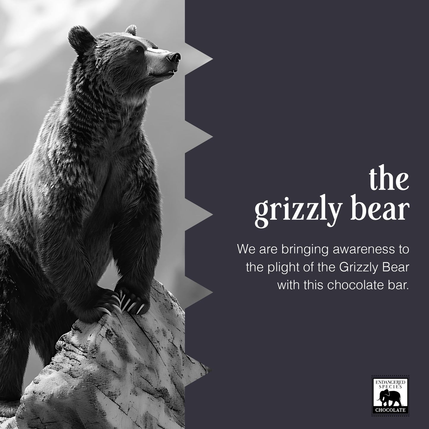 Endangered Species Chocolate Grizzly Natural Dark Chocolate 72% with Raspberries, 3 Ounce Bars, Pack of 12