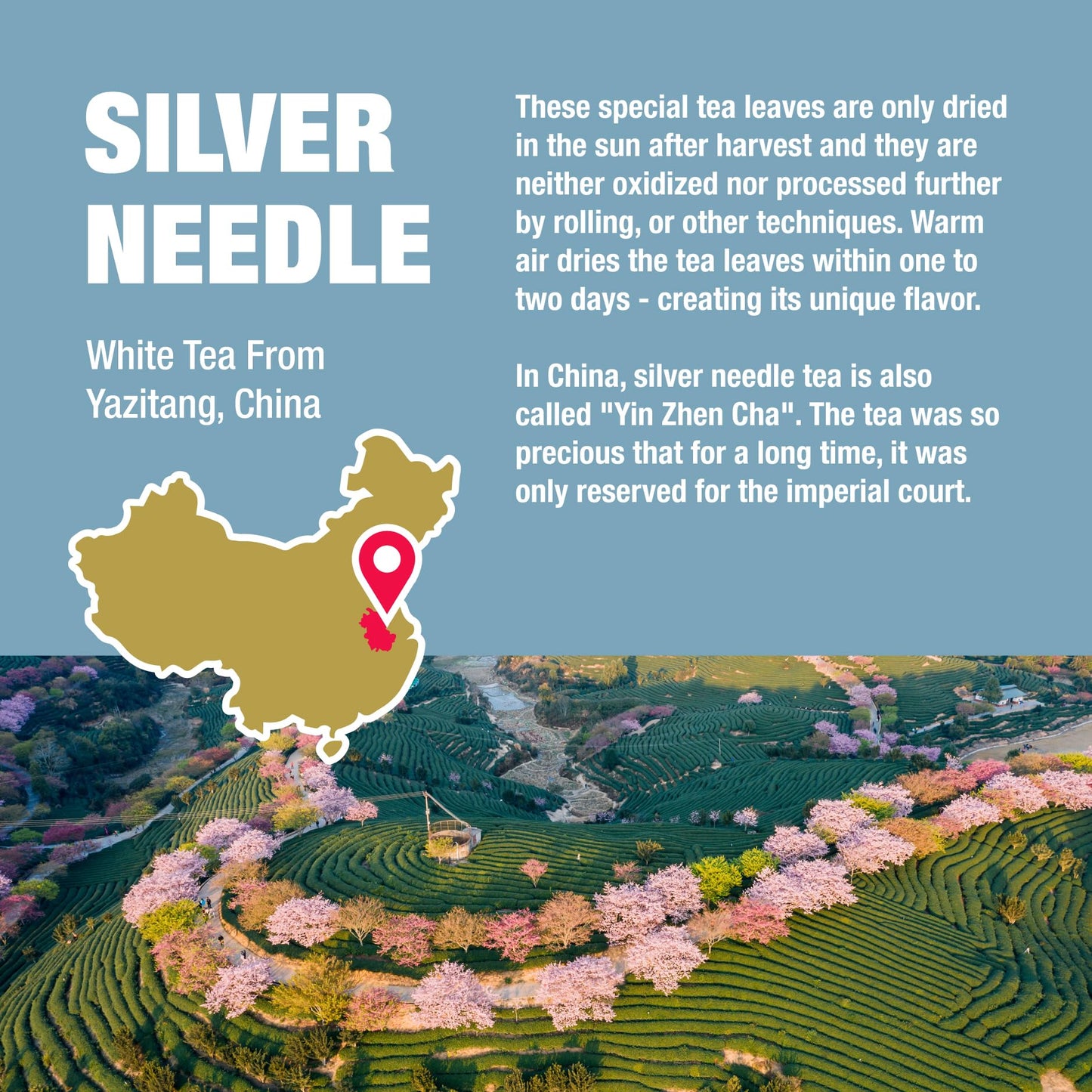 Tiesta Tea Silver Needle White Tea | Premium Loose Leaf | 100% Pure | Low Caffeine | 2.5oz Tin - Brews Up to 50 Cups
