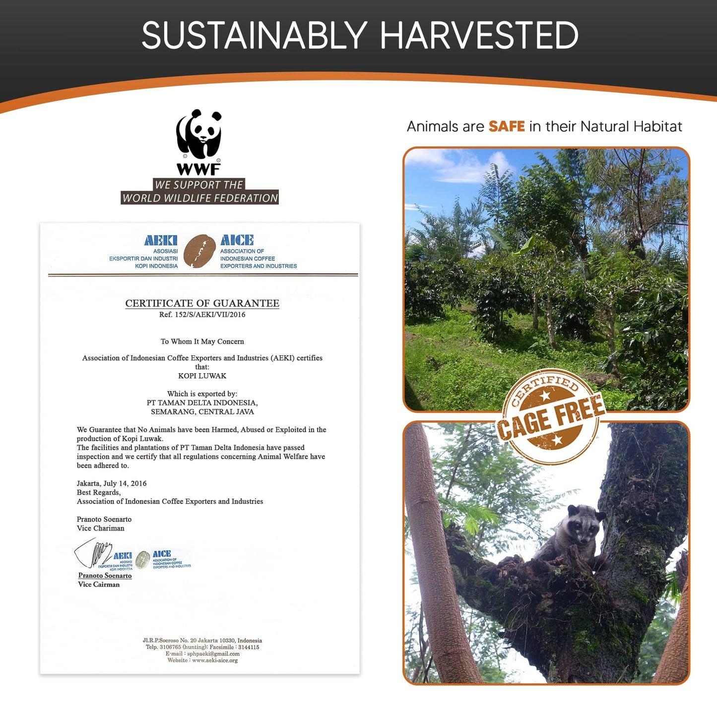 Caf  S Granell Wild Civet Arabica Coffee Beans, Medium Roast Gourmet Indonesian Luwak Coffee Gifts, 100G