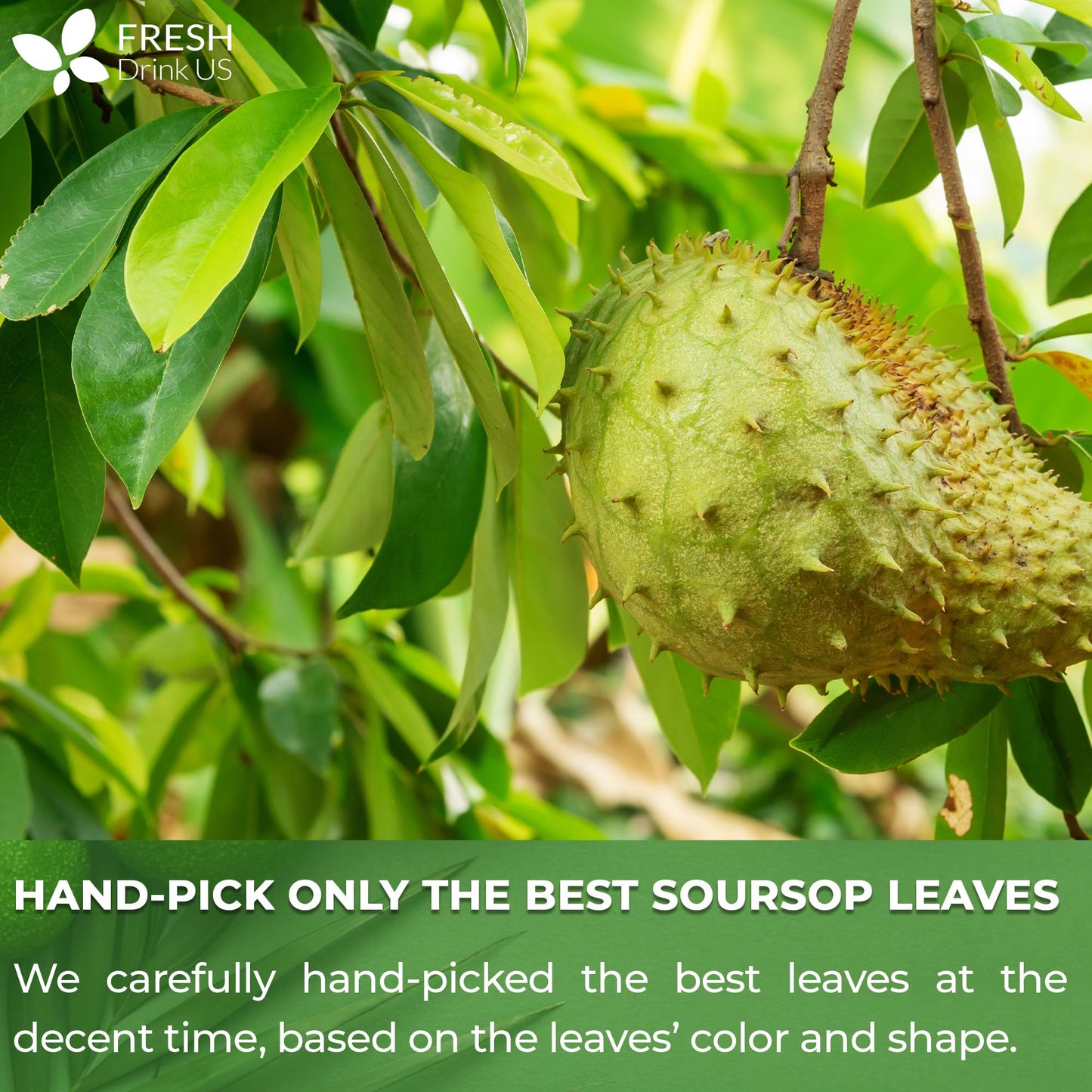 FRESHDRINKUS Soursop Graviola Whole Dried Leaves Tea, 275 Count, Wildcrafted Herbal Tea, Vegan, Gluten-Free