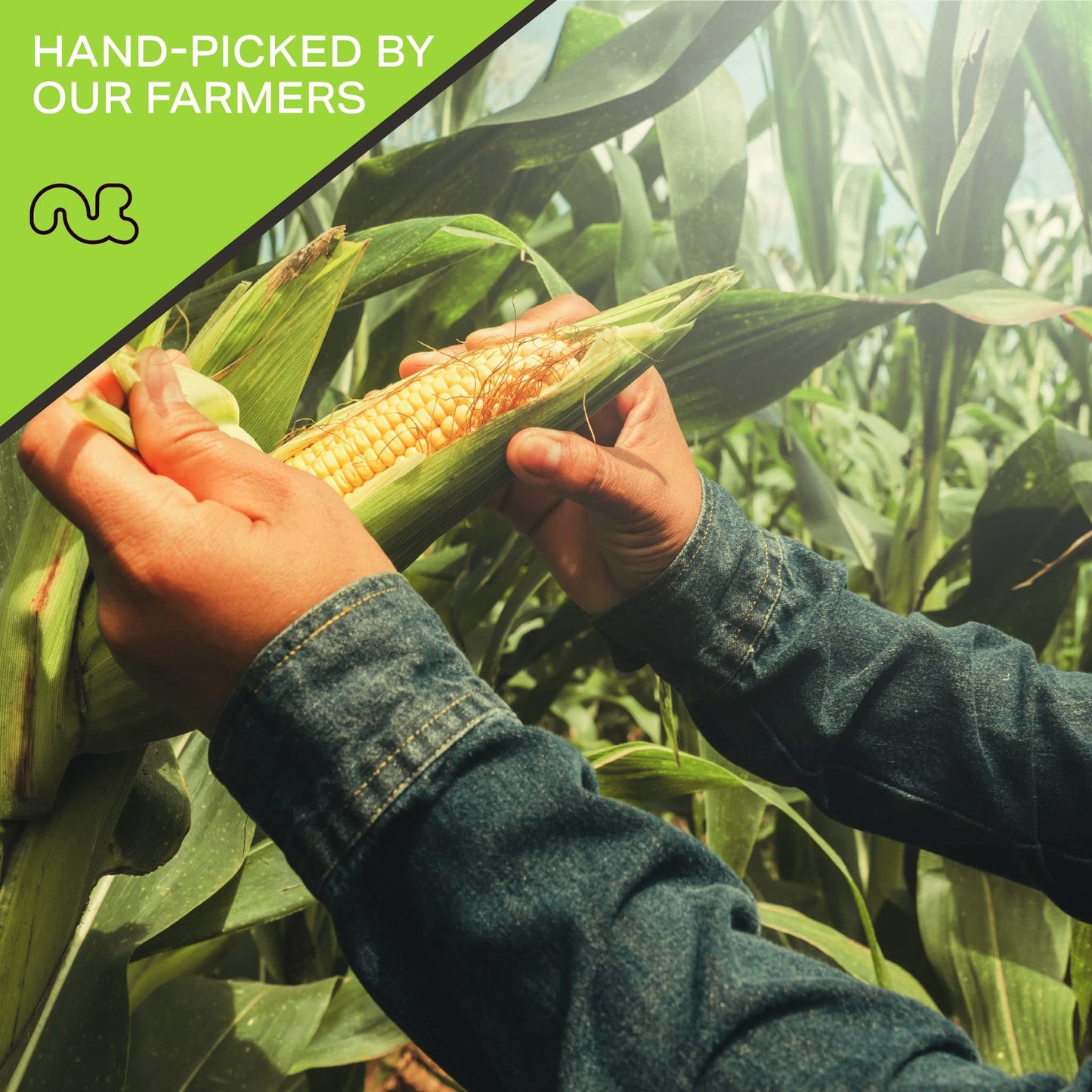 Nut Cravings - Toasted Corn Nuts, Roasted & Salted, Crunchy Kernels - Original Flavor (6Oz - 1 Pack) Packed Fresh In Resealable