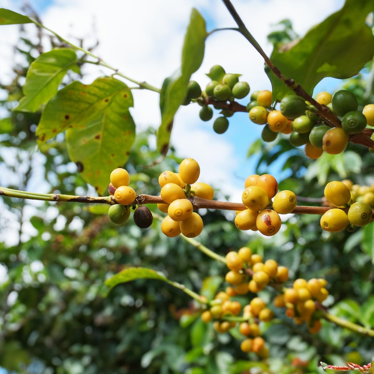 Doanhdang - 17.6 Oz Enhanced Yellow Spirit-Inspired Flavor Whole Bean Coffee, 100% Medium Roast, Rich Flavor For Espresso Shot And Brew, Origin From Vietnam, Whole Med Roast Beans