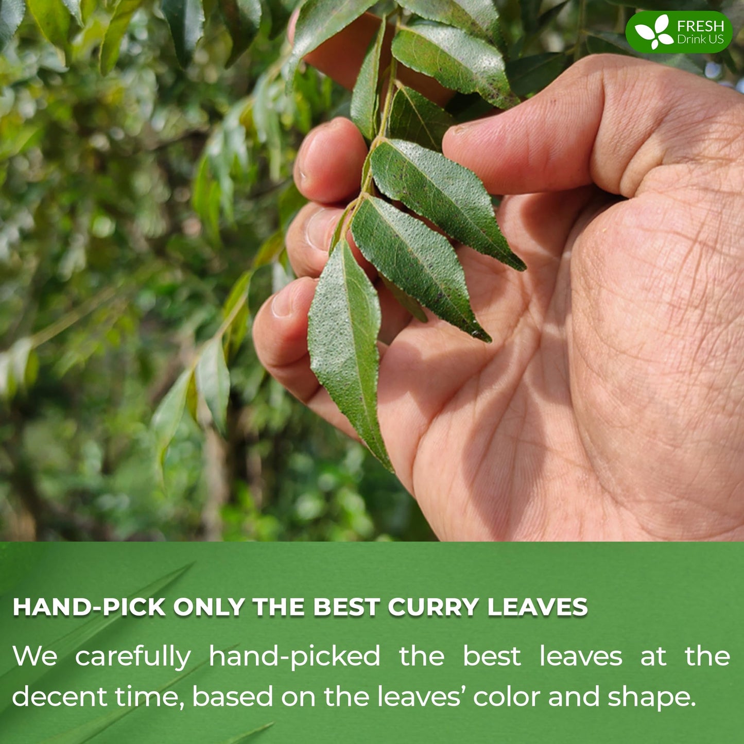 Freshdrinkus, Premium 0.9Oz Curry Leaves, Whole Dried Leaves, 100% Natural, Pure Curry Leaves, Hand-Made, Wildcrafted, Indian Sp