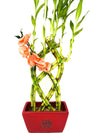 Fence 8 Braided Style Lucky Bamboo Plant Arrangement with Red Vase
