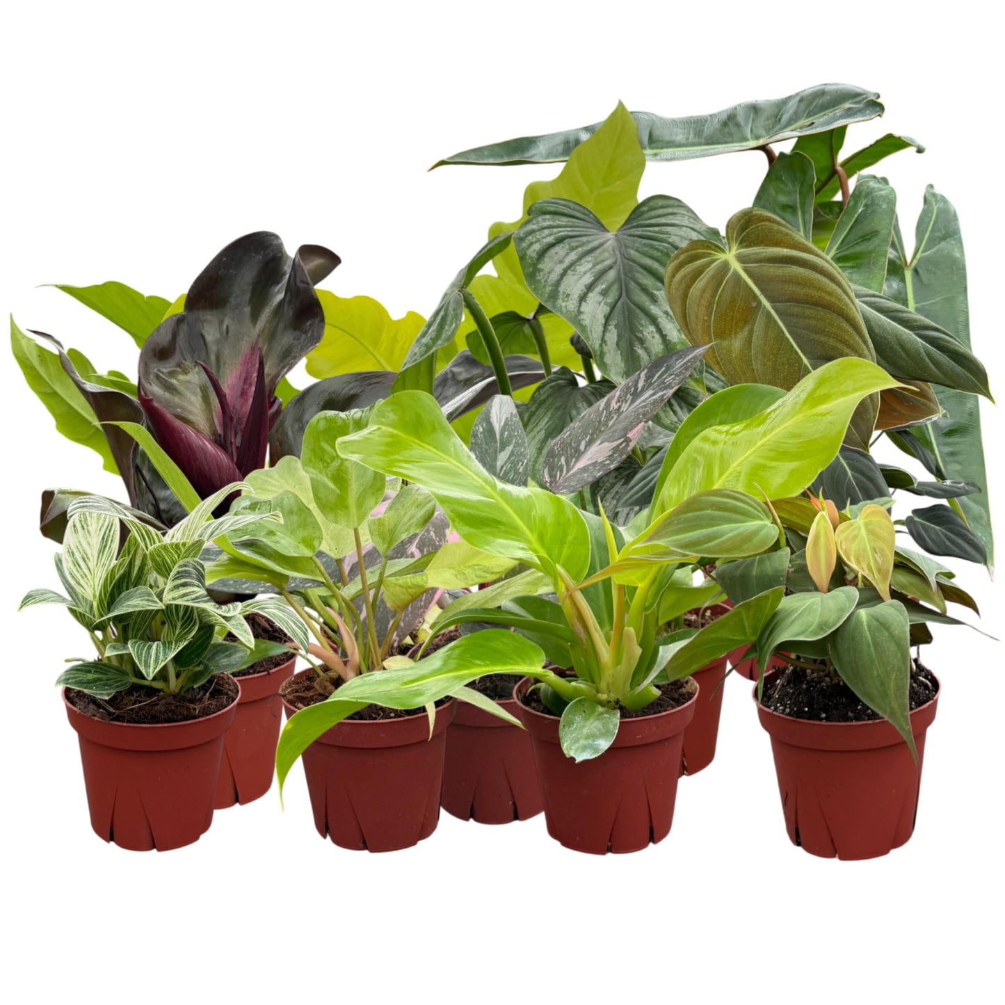 Philodendron Collection 4 Pot GrowerS Pick Indoor Plants Easy Care Houseplant Starter Plant Live Indoor Easy To Grow - Beflavor Blendner Plant By Coollectiveplants (8 Pack)