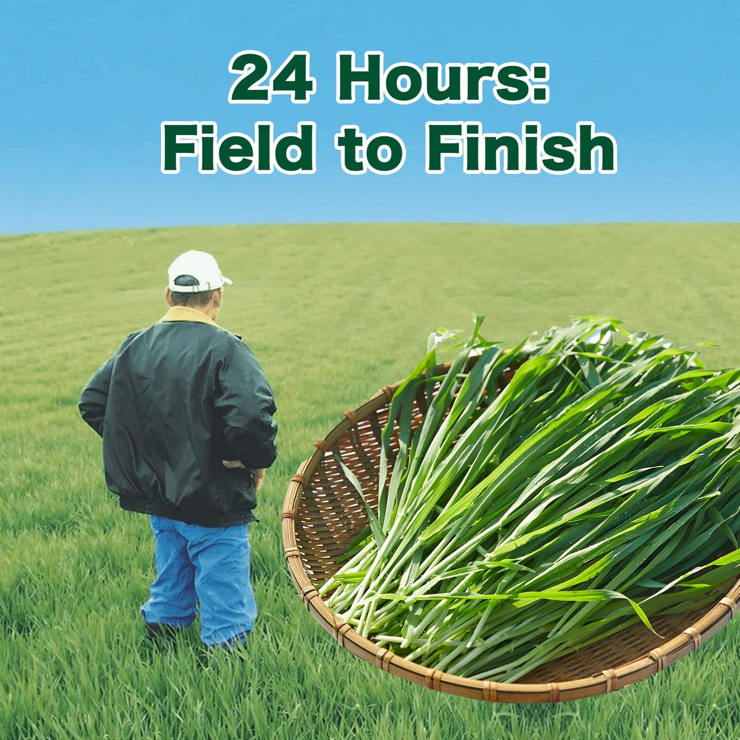 Nihon Yakken Kin No Aojiru - Young Barley Green Grass Juice Powder With Rich Dietary Fiber, No Addtives 100% Japanese Grown - Re