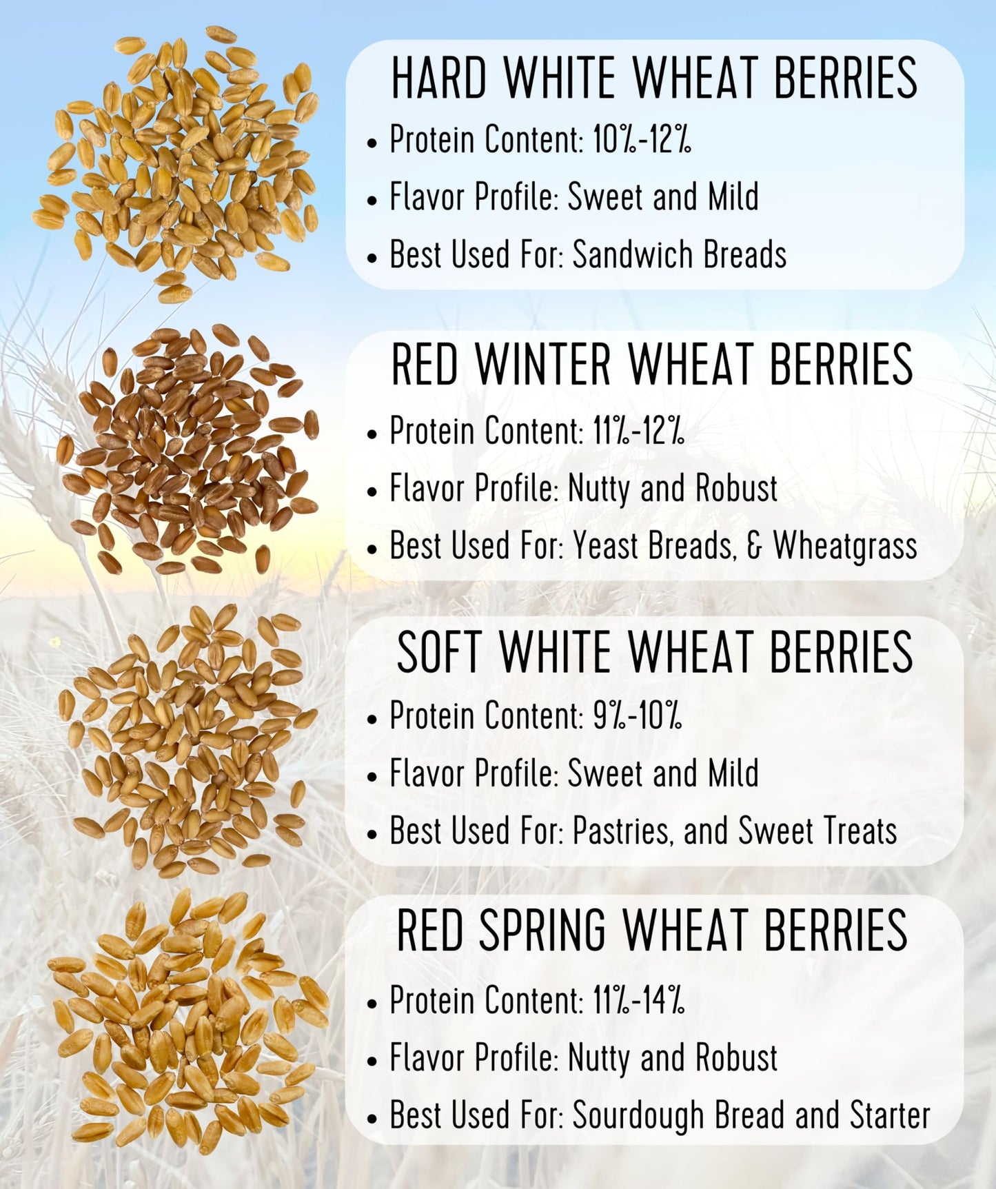 Palouse Brand Certified Glyphosate Residue Free | Hard White Wheat Berries | 36 LBS | Family Farmed in Washington State | Sprout