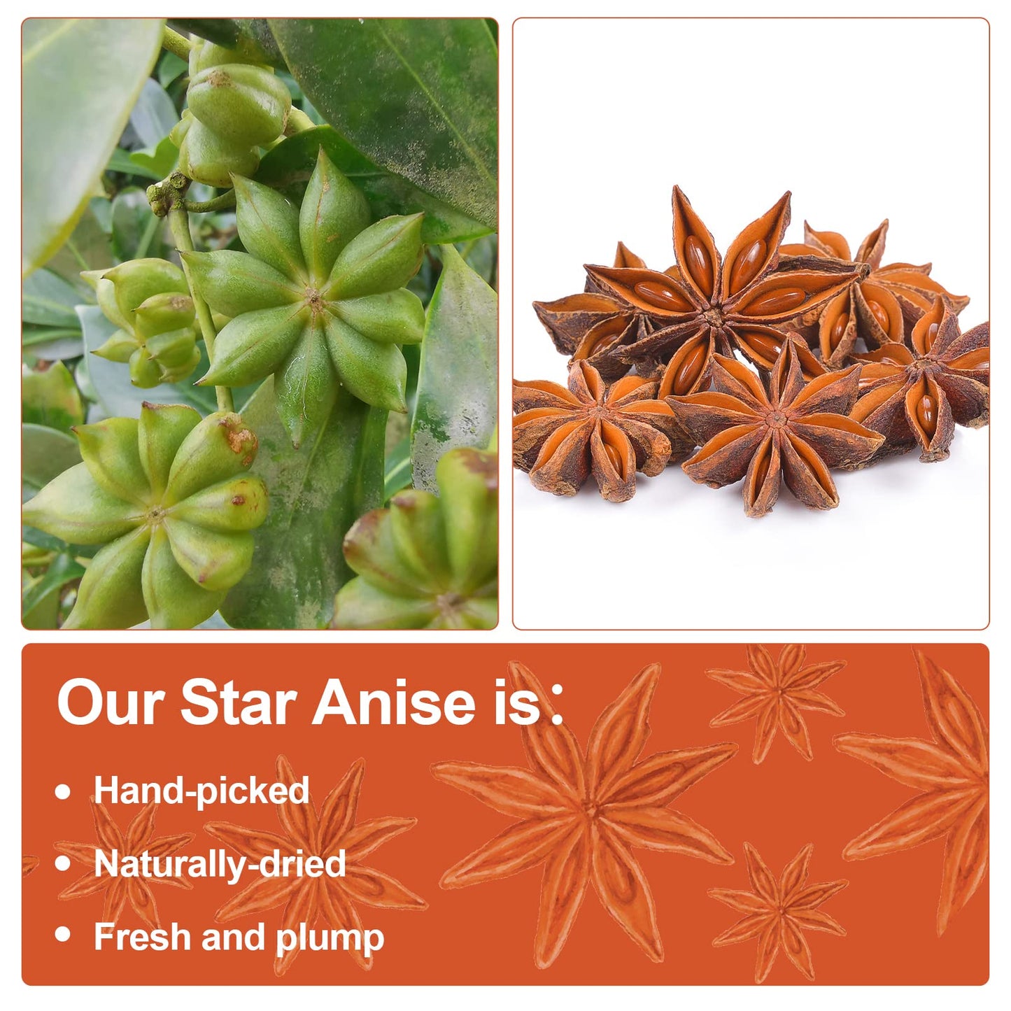 Spicefun Star Anise, Chinese Star Anise Whole 7oz(200g), Fresh, Pure and Dried Anise Pods, Great for Cooking, Baking and Tea(7 o
