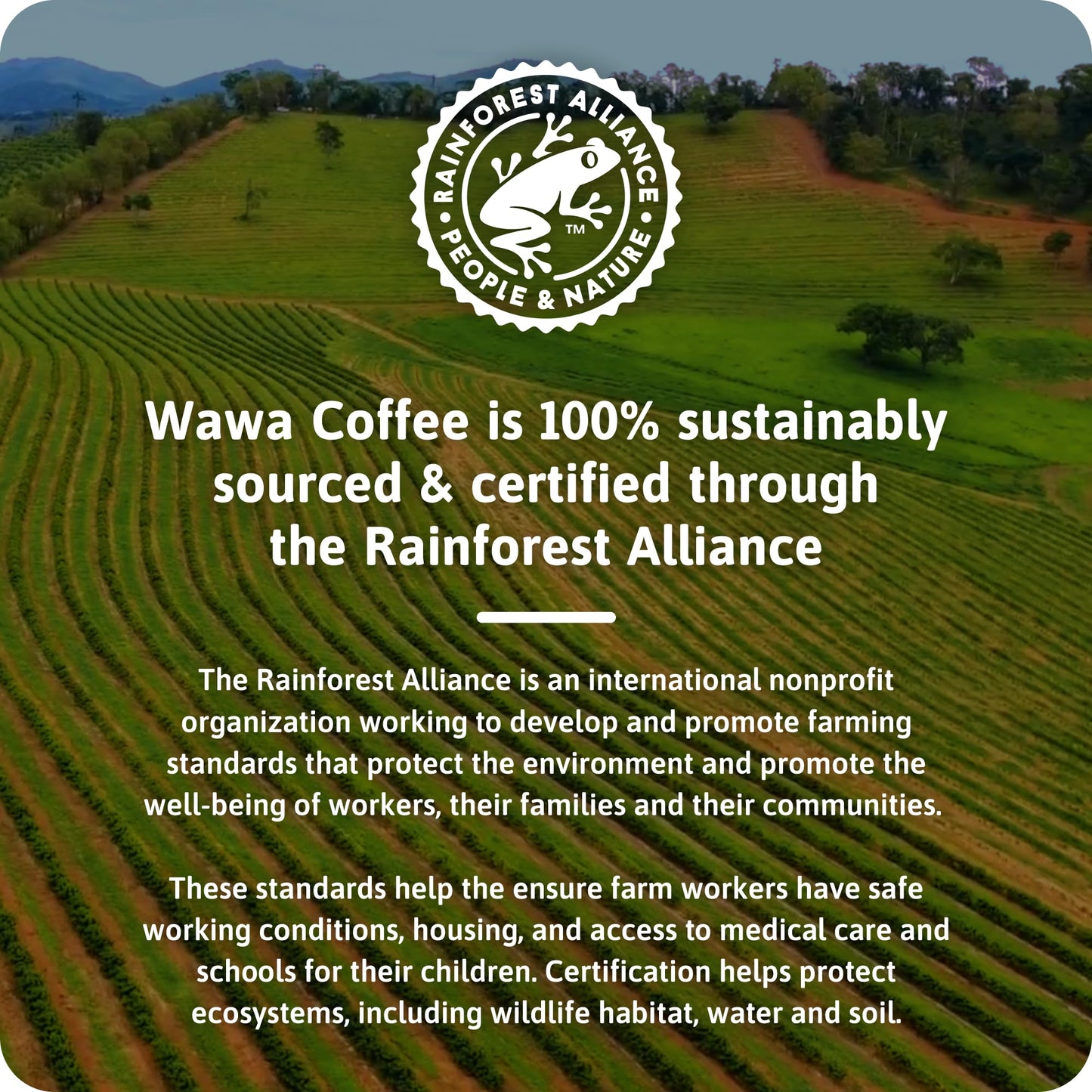 Wawa Dark Roast Single Cup Coffee Pods, 6 Boxes (72 Count)