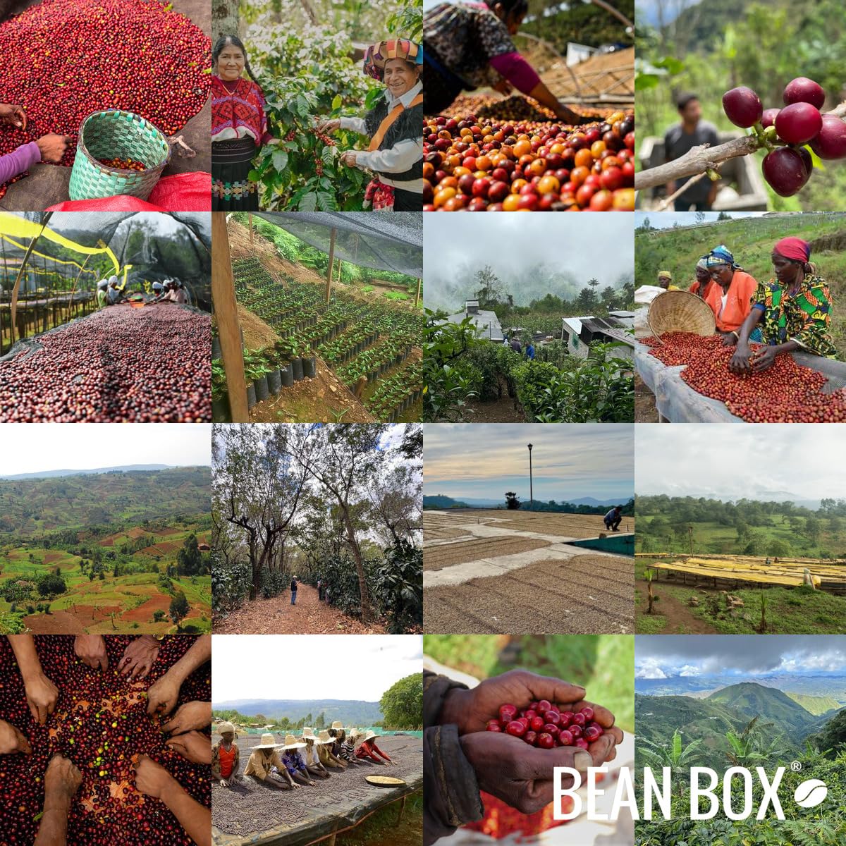 Java Mount Ijen - Roasted By Goshen Coffee Roasters - Whole Bean Coffee - 12 Ounce Bag