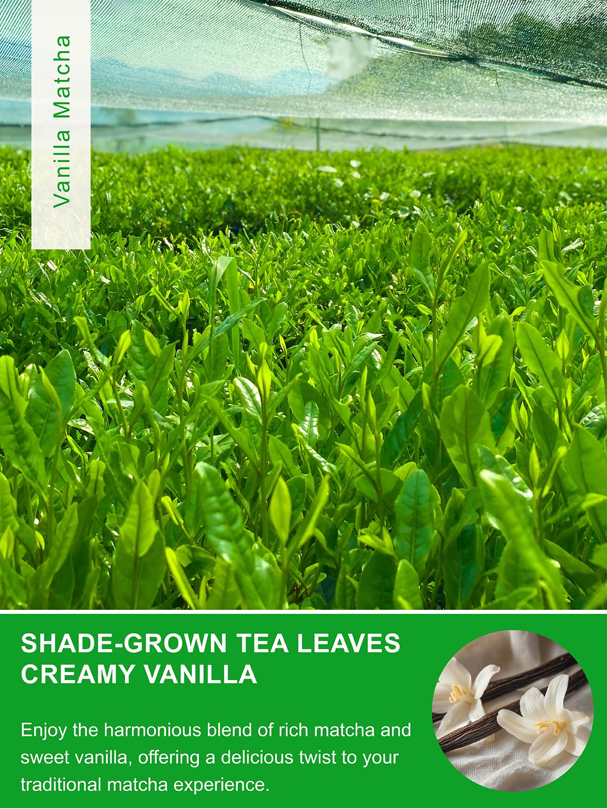 Teelux Vanilla Matcha Green Tea Powder, First Harvest Premium Matcha + Delicate Vanilla Powder, Flavorful & Aromatic, Hot Or Ice