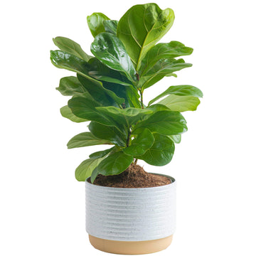 Costa Farms Little Fiddle Leaf Fig, Live Indoor Ficus Lyrata Plant in Indoors Garden Plant Pot, Houseplant in Potting Soil, Hous
